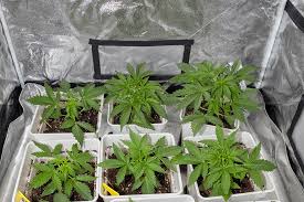Exploring the Best Sources for Marijuana Seeds Wisconsin Exploring the Best Sources for Marijuana Seeds Wisconsin
